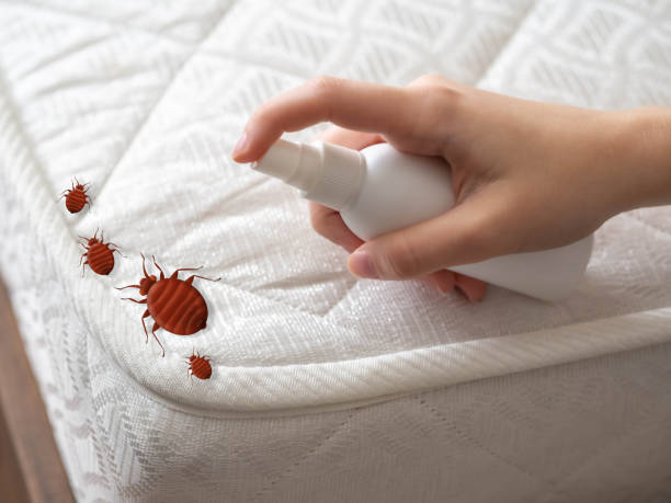 Best Bed Bug Extermination  in Hickory Creek, TX